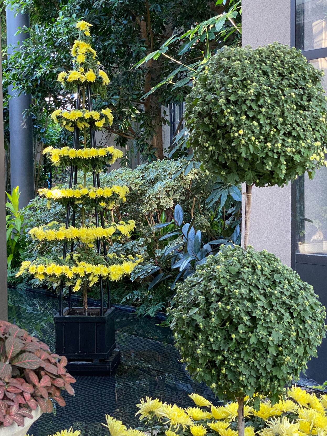 Longwood Gardens Chrysanthemum Festival